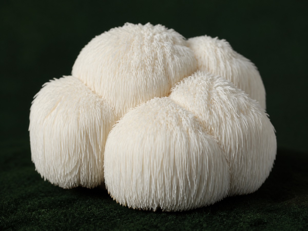 Fresh Lion's Mane mushroom we grow ourselves, cascading white tendrils